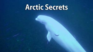 Read more about the article Arctic Secrets – Rhythm of the Bay – Hudson Bay