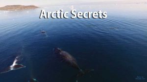 Read more about the article Arctic Secrets – Wild Seas – Ninginganiq