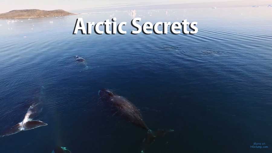 Read more about the article Arctic Secrets – Wild Seas – Ninginganiq