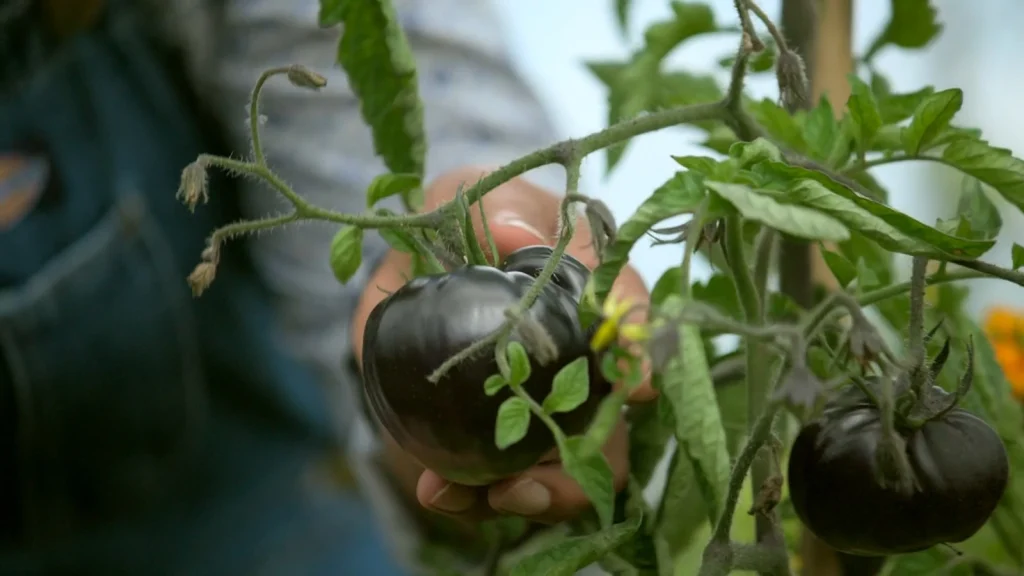 Rekha's Experimental Vegetable Garden
