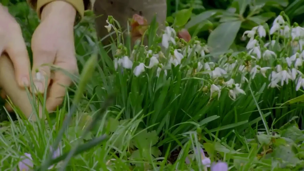 Snowdrop Propagation Transforming Your Garden with Nature's Delicate Harbingers of Spring