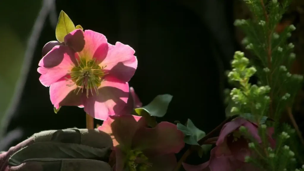 Spring Container Planting Creating Vibrant Seasonal Displays